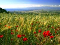 L'Erbolario papavero soave AGHD srl
